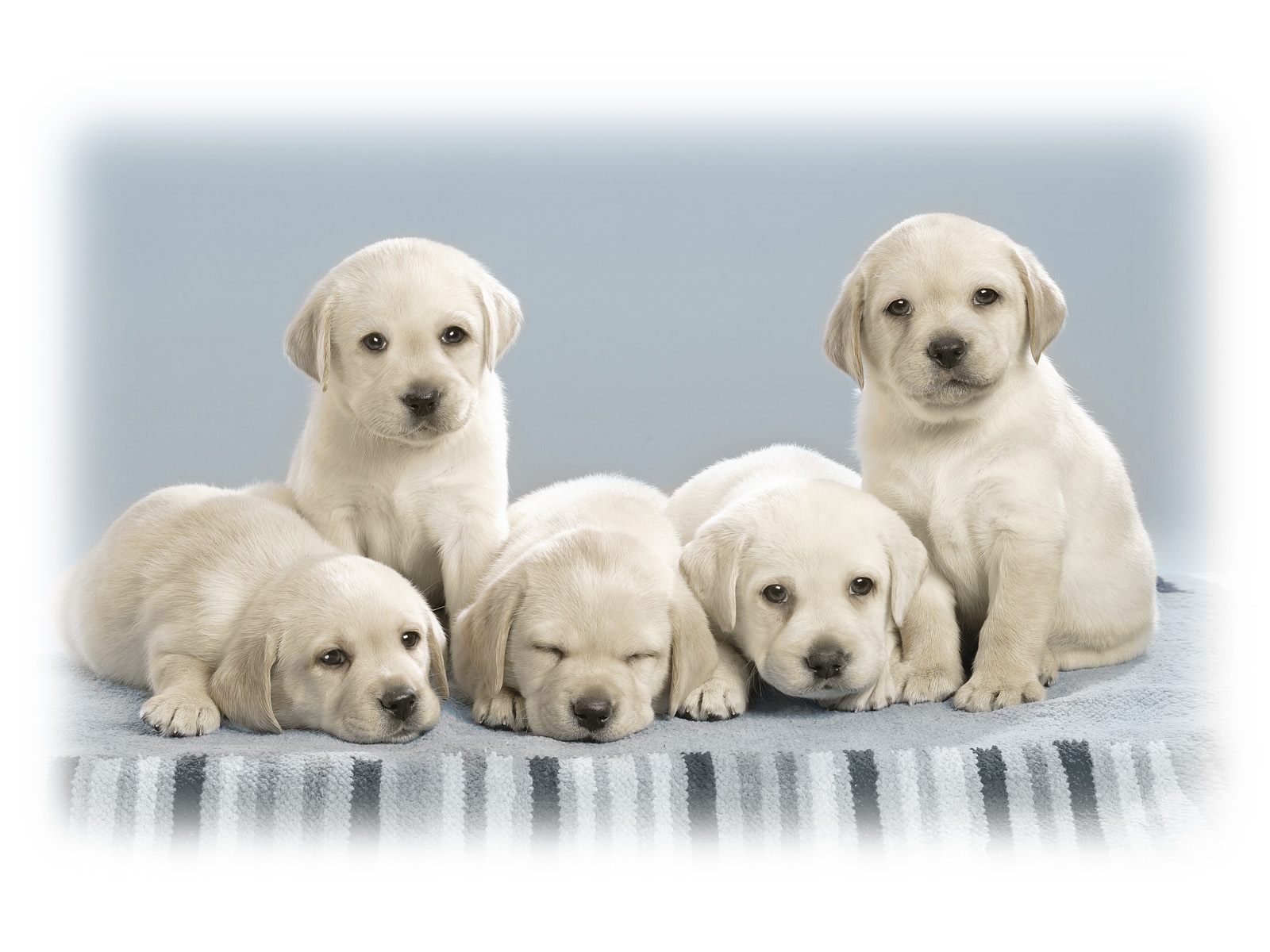 Cute Puppies9933912661 - Cute Puppies - Pups, Puppies, Cute
